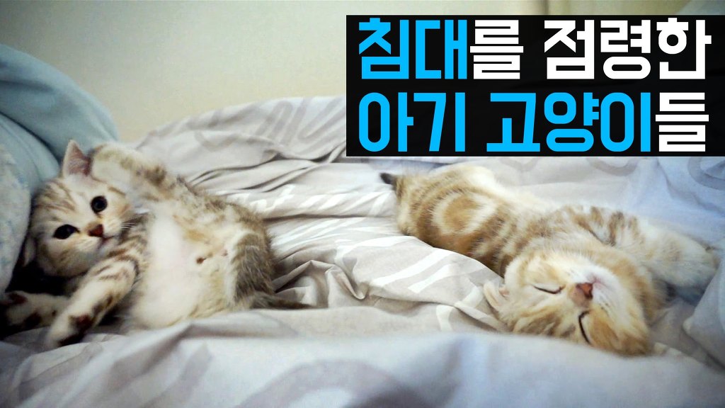 고양이 유투버 시청자들 시청 단계.jpg | 인스티즈