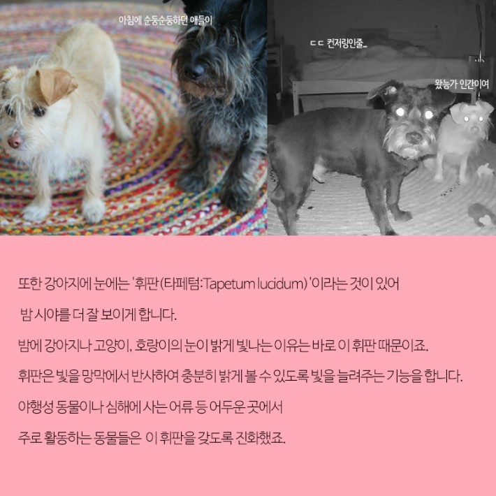 강아지가 보는 세상 | 인스티즈