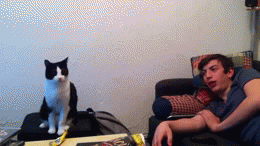 냥이파이브.gif | 인스티즈
