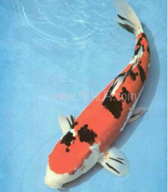 코이 이미지