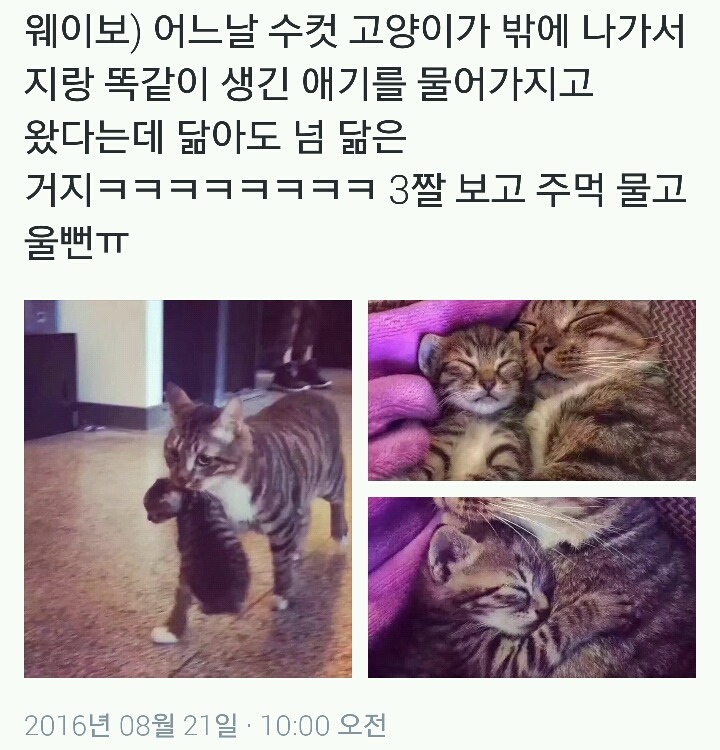 수컷 고양이가 지랑 똑같이 생긴 애기를 물어옴.twt | 인스티즈