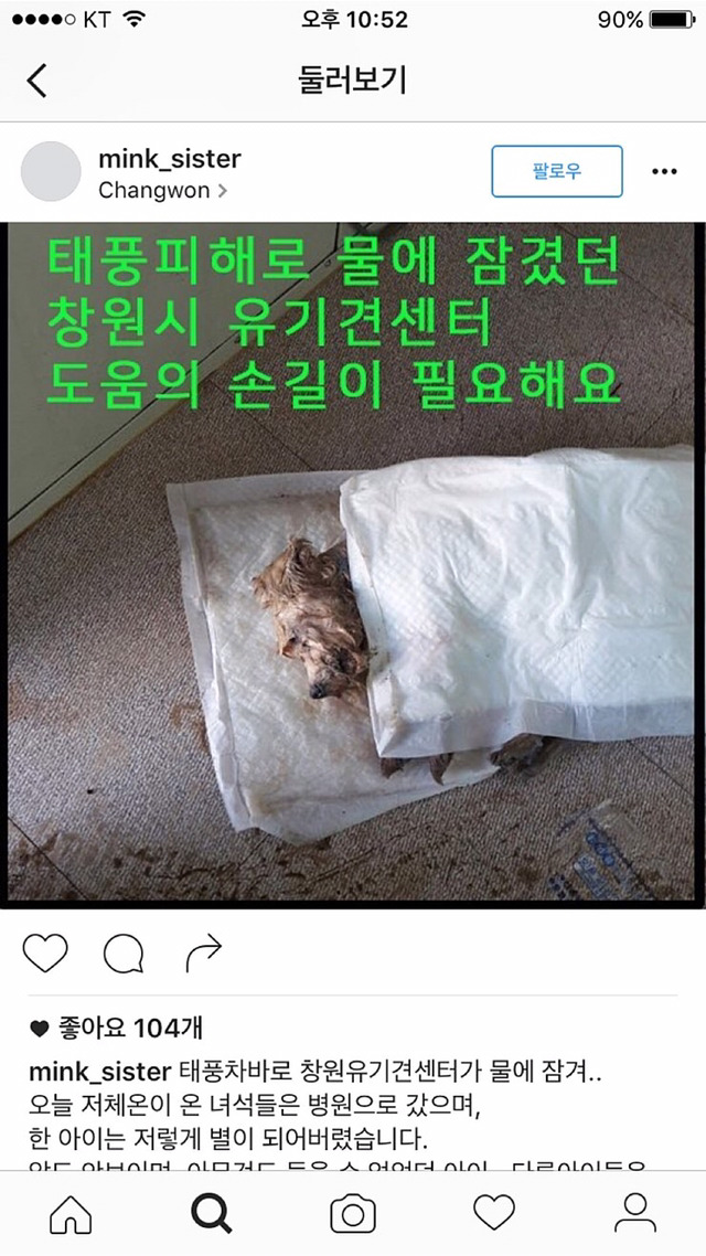 창원 유기견센터 물난리때메 멍멍이들 죽어가고있대 ㅜㅜ | 인스티즈