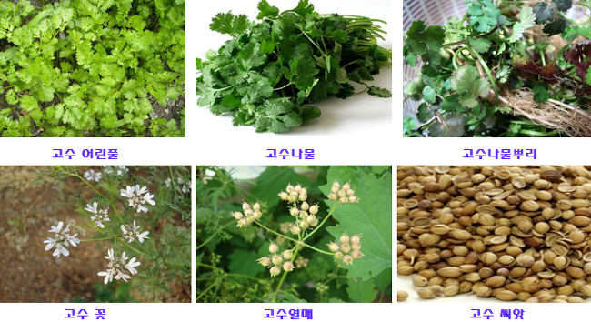 고수 이미지