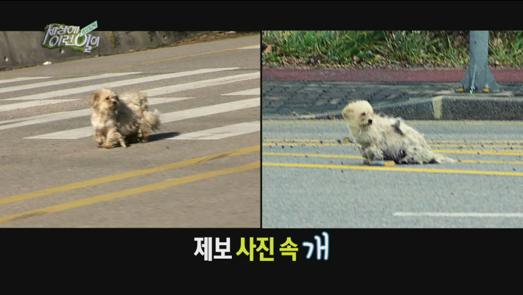 [세상에이런일이] 도로위에 망부석이 되서 주인을 기다리는 강아지.jpg | 인스티즈