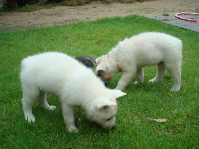 재수없게생겼다고 일본이 대량 학살한 우리나라 토종개 동경이(댕견) | 인스티즈