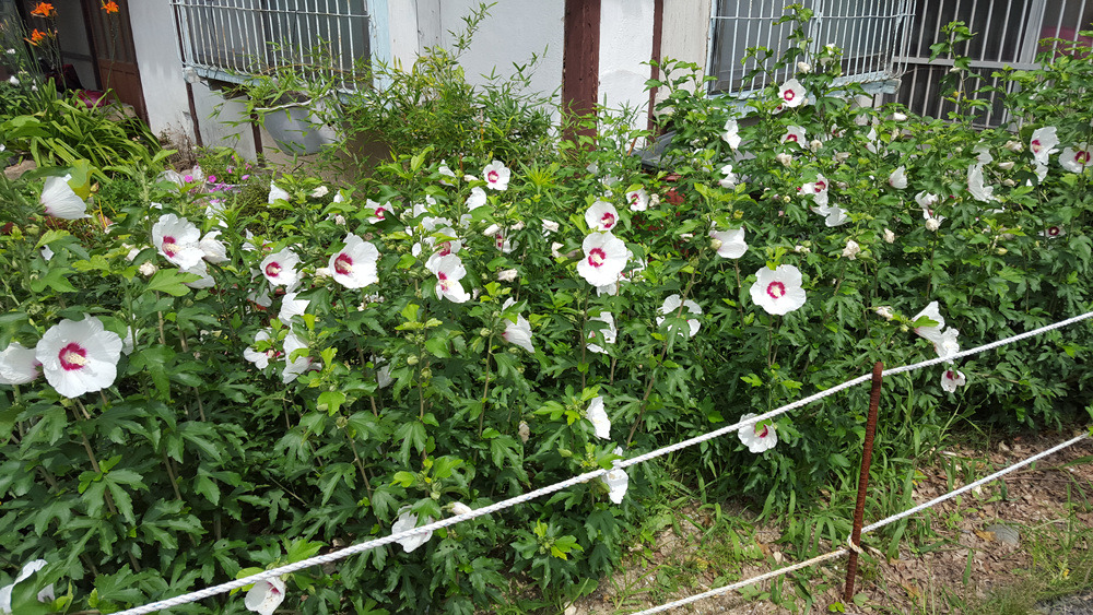 272FD84455AD53162A4B37