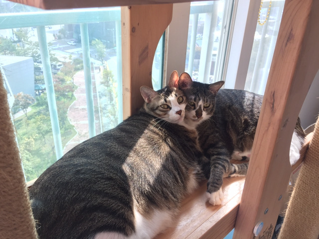 울집 냥이들사진 올려봅니다(데이터 주의) | 인스티즈