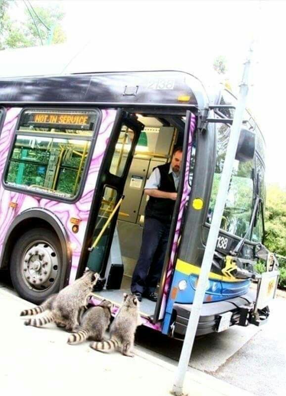 농심가 이미지