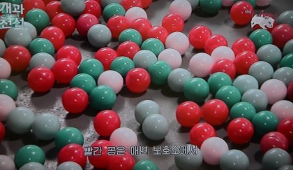 반려동물 교배에 대해 생각하고 있다면 꼭 한번 읽어봤으면 하는 글 | 인스티즈
