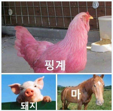 김자지 vs 김섹스 vs 김항문 | 인스티즈