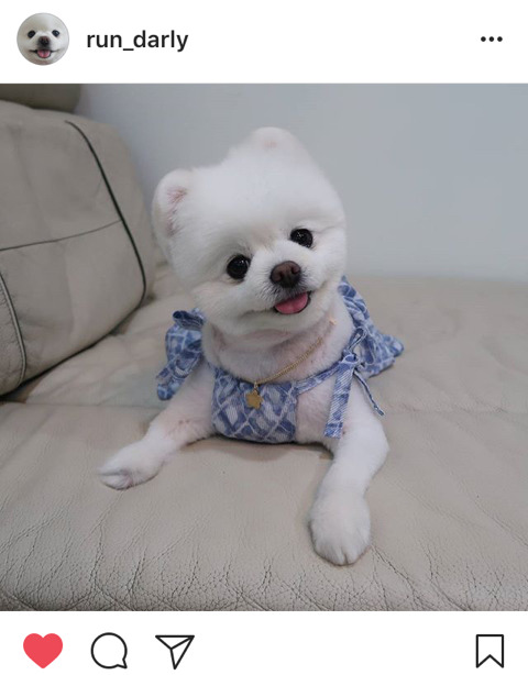 알고보니 이 구역 쎈캐였던 SNS 스타 달리 주인 | 인스티즈
