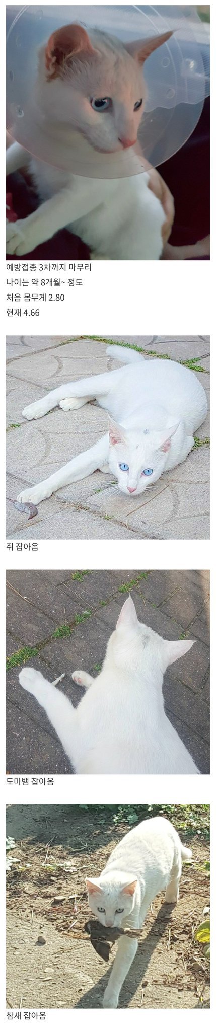 버림받은 고양이의 일상.jpg | 인스티즈
