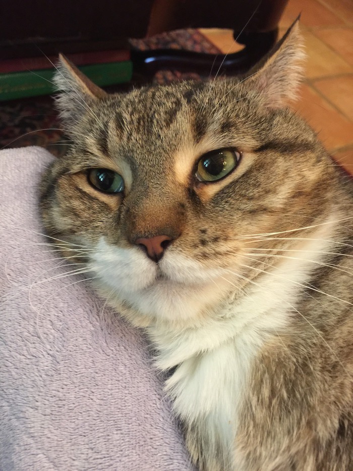 집사가 귀찮지만 참아주는 고양이 | 인스티즈