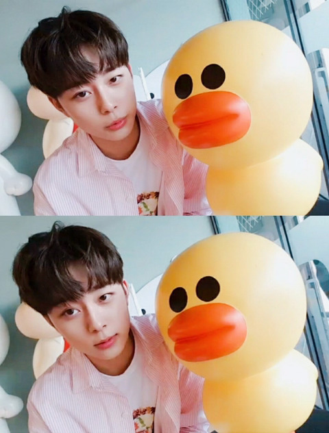 병아리날다 이미지