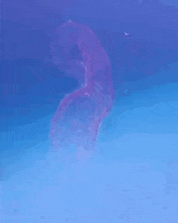 다이아몬드 오징어의 알.gif | 인스티즈