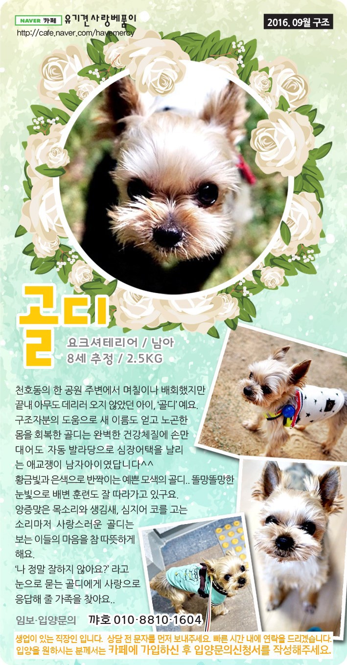 가족을 찾고 있는 중이에요! 다들 저희 한번 보고 가실래요? 유기견이지만 너무 사랑스러운 아이들 좀 뵈줘! | 인스티즈