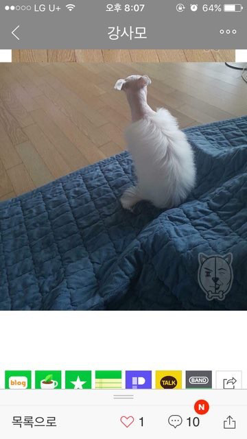 강아지 미용 참사 | 인스티즈