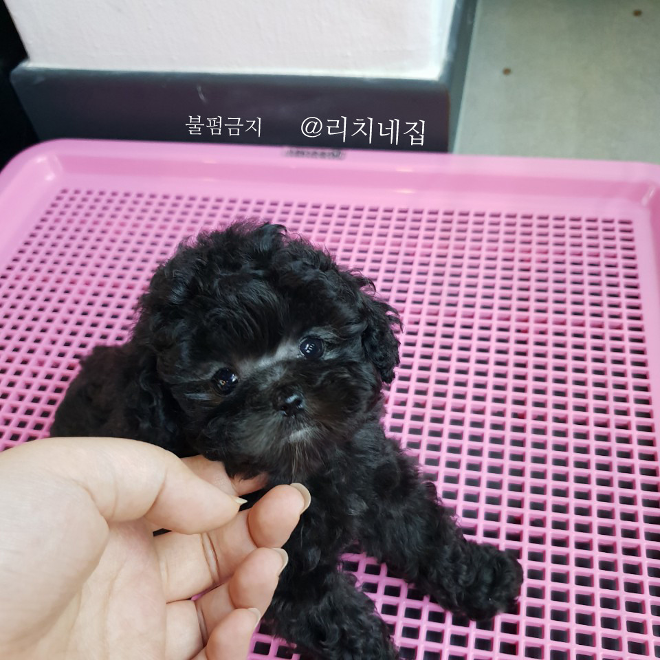 실버리치 이미지