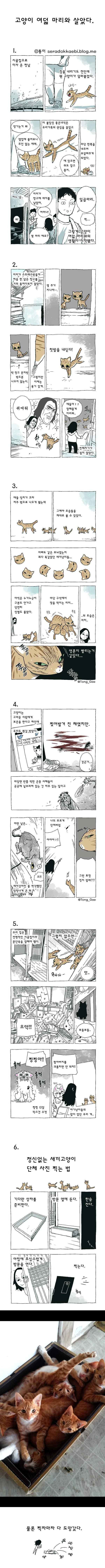 고양이 8마리와 살았다.jpg | 인스티즈