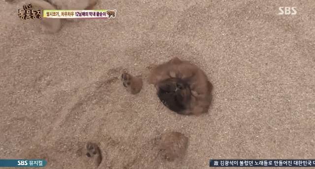 심장주의 모래찜질하다 빠진 댕댕이 끝순이 | 인스티즈