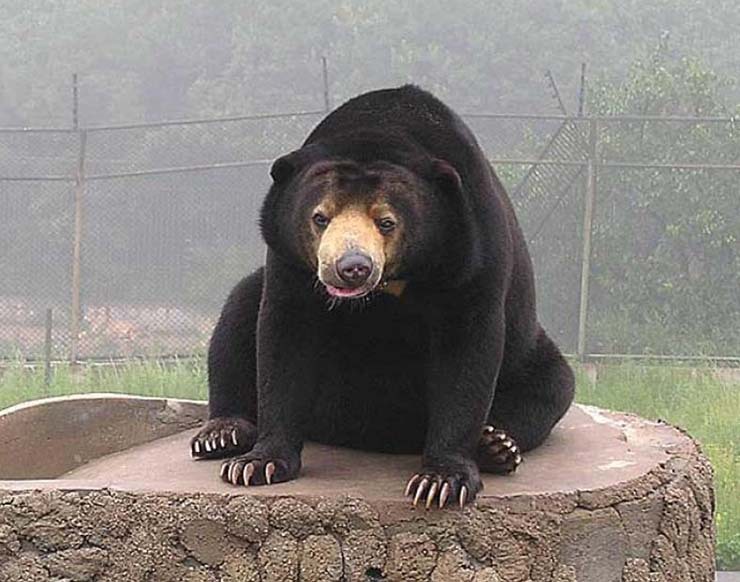 웅지 이미지