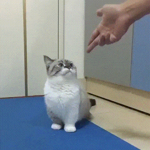 가만있어보자 옆집 댕댕이가 이렇게 했었나.gif | 인스티즈