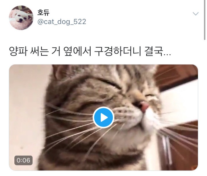 양파 써는 거 구경하던 고양이 | 인스티즈