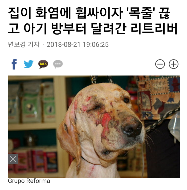 4살 아이를 구한 리트리버 | 인스티즈