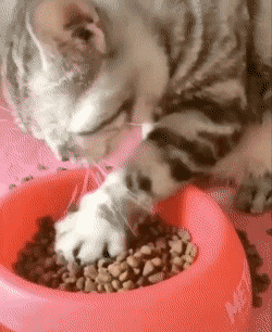 솜방망이로 밥 야무지게 먹는 고양이.gif | 인스티즈