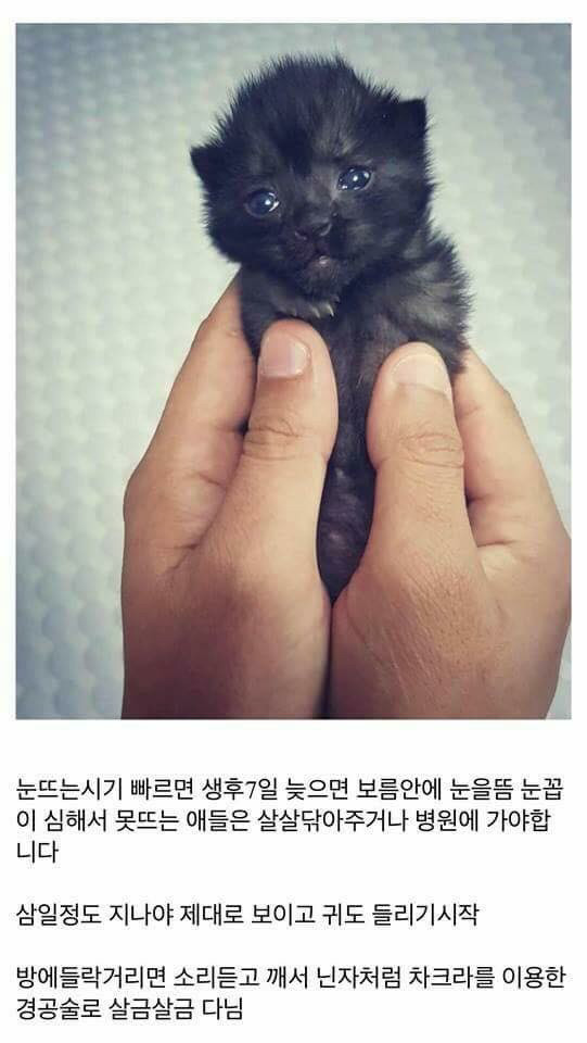 고양이를 만드는 디씨인.jpg | 인스티즈