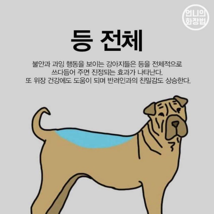 강아지 마사지 하는법 | 인스티즈