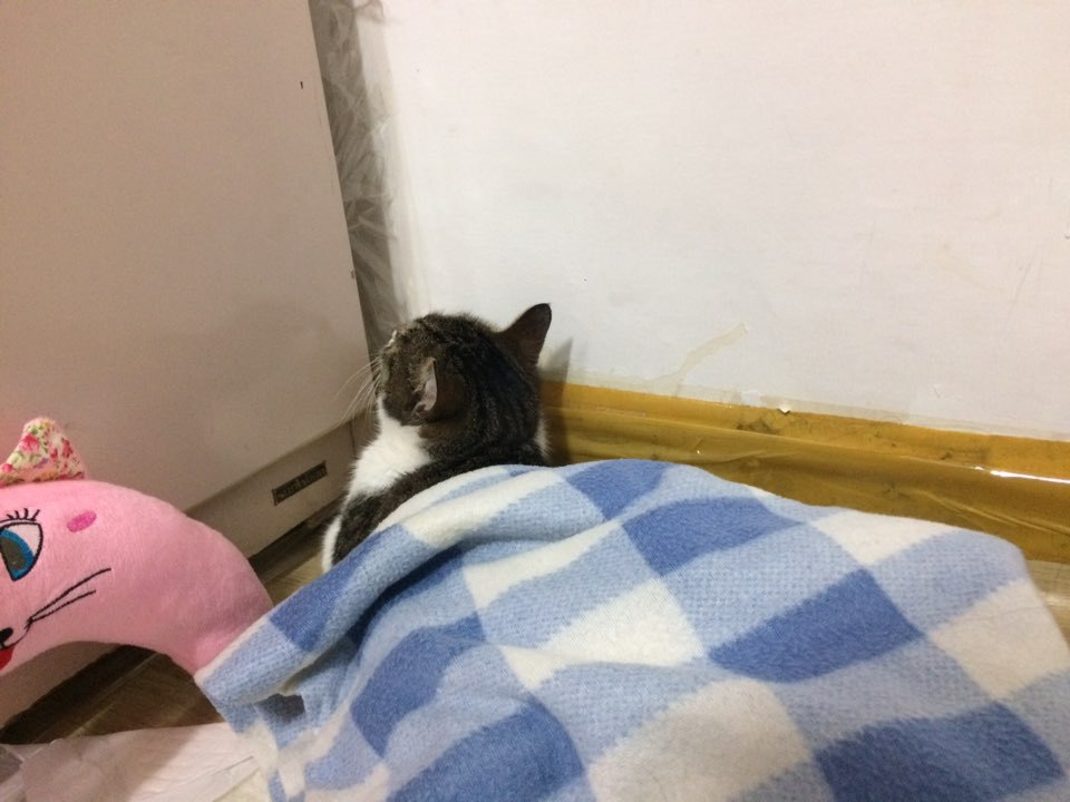 박스안에서 버려진채 떨고있던 고양이 쿠키를 도와주세요! +따뜻한 가족이되어줄 입양처를 찾습니다! | 인스티즈