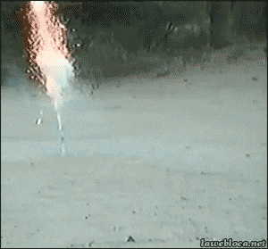 불꽃놀이 도중 난입한 댕댕이.gif | 인스티즈