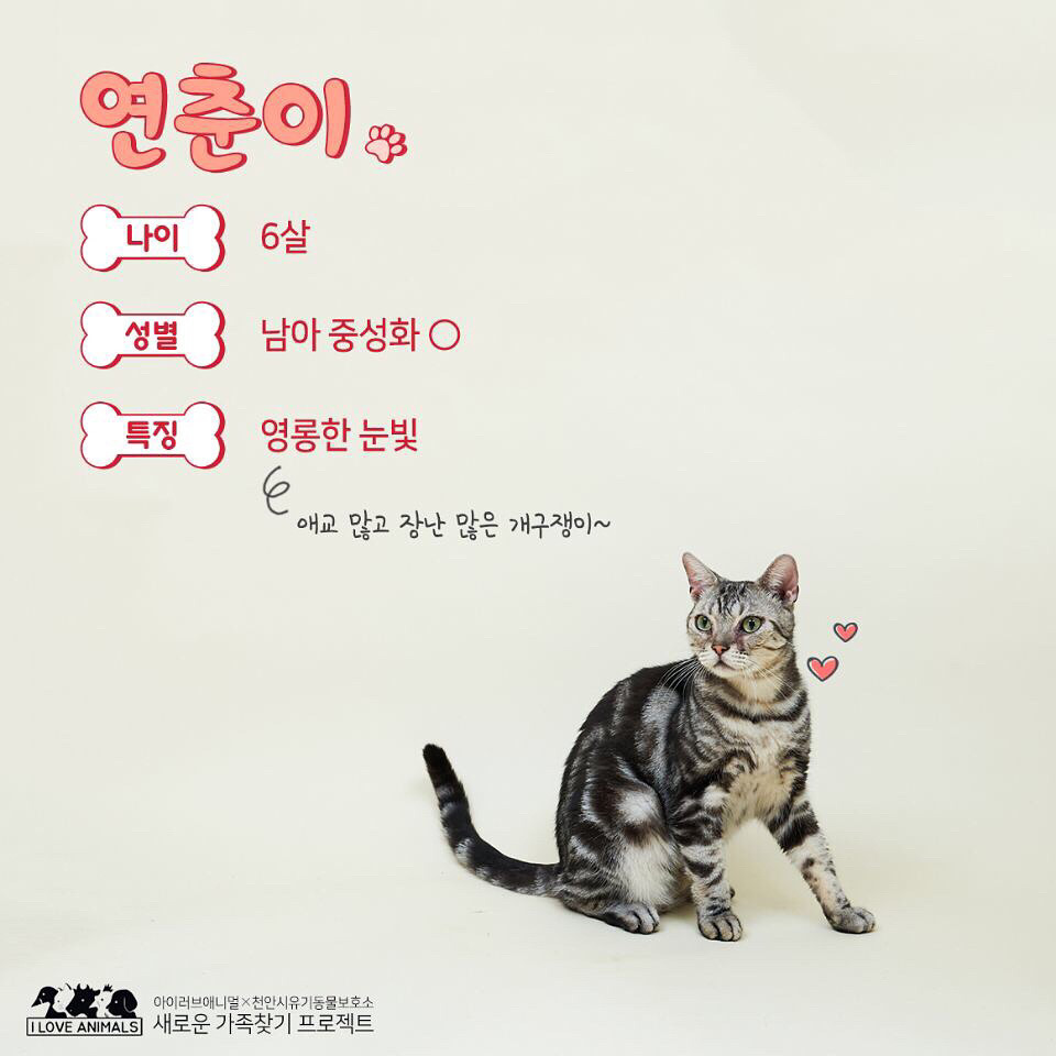 우리는 언제 가족이 생기나요? 사지 말고 입양하세요! | 인스티즈