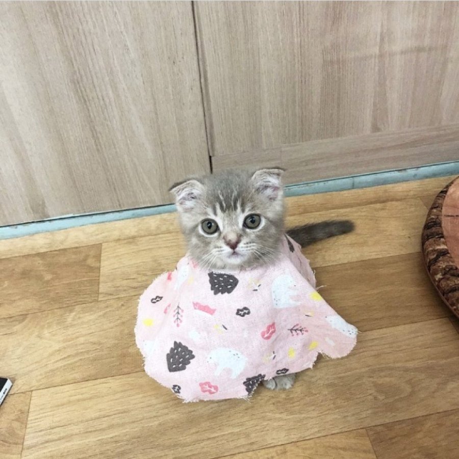 공시생 공부 방해하는 못된 고양이 | 인스티즈
