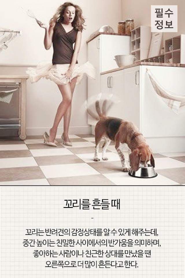 반려견이 기분 좋을때 하는 행동 | 인스티즈
