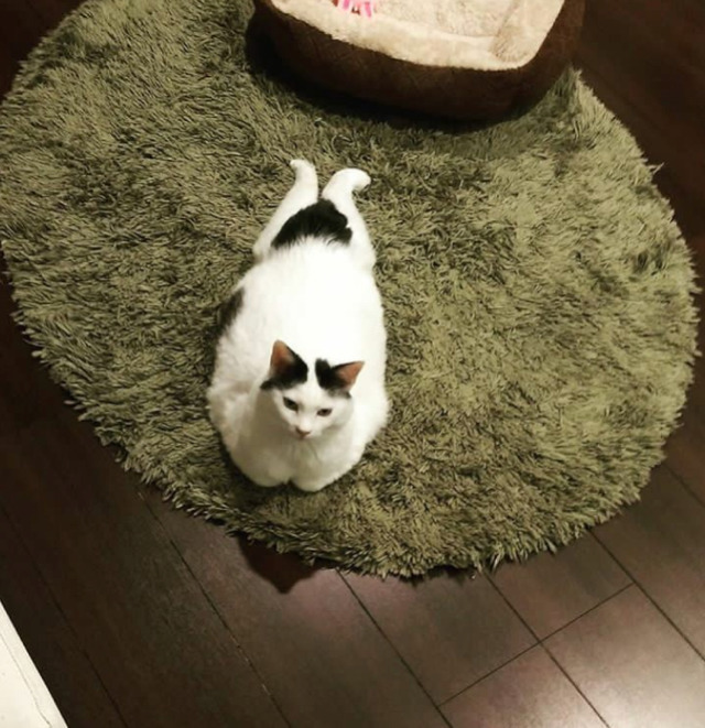 궁디가 까만 고양이 | 인스티즈