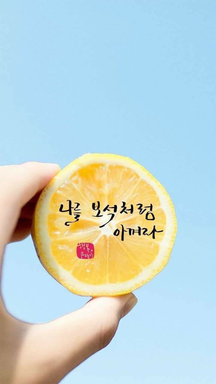 양이네 이미지