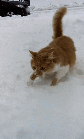 귀여운 동물짤들(데이터 주의).gif | 인스티즈