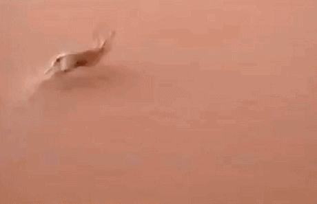 드리프트 고인물 사막토끼.gif | 인스티즈