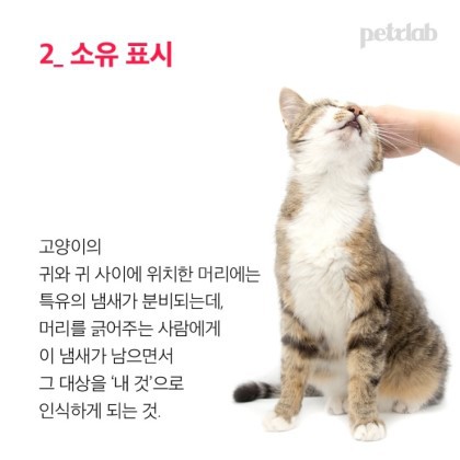 도도한 고양이가 머리 긁기를 허락한 이유 | 인스티즈