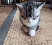 서서 자는 냥이들.gif | 인스티즈