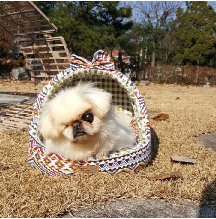 화장품 회사에서 실험견으로 쓰이던 유기견 데려온 래퍼(총 7마리 유기견 데려옴) | 인스티즈