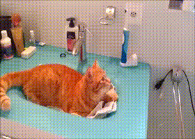 고양이 앞에서 전동칫솔을 작동시키면.gif | 인스티즈