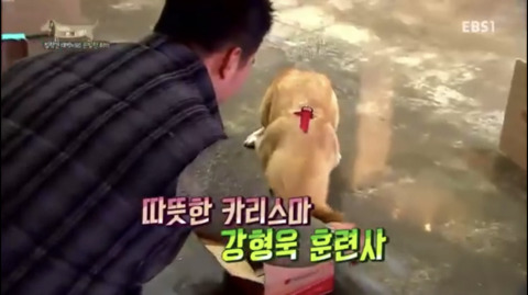 반려견 키우는 사람들은 99%가 안다는 그 사람.jpg | 인스티즈