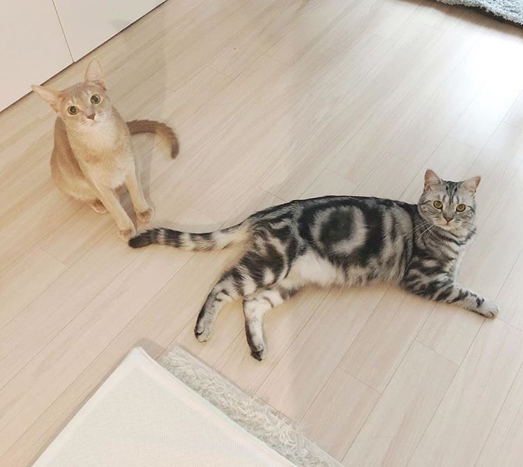 오늘자 고양이 생일파티 해준 전효성 ㅋㅋㅋㅋㅋㅋㅋㅋㅋ | 인스티즈