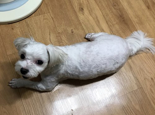 사이집 이미지