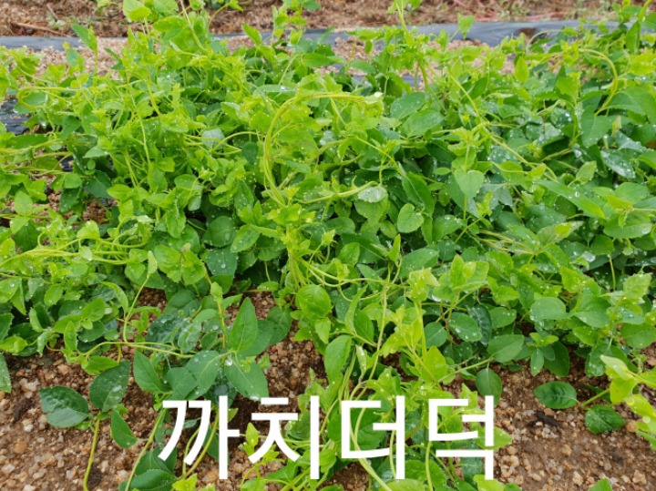 까치수퍼 이미지