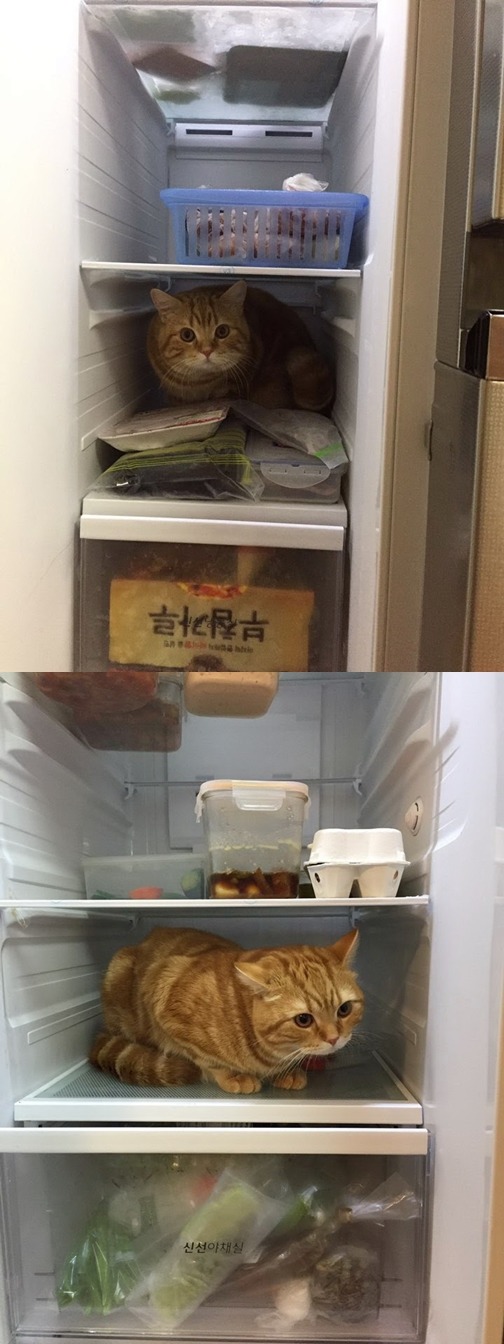 무조건 들어간다냥 (엠팍인이 키우는 고양이) | 인스티즈