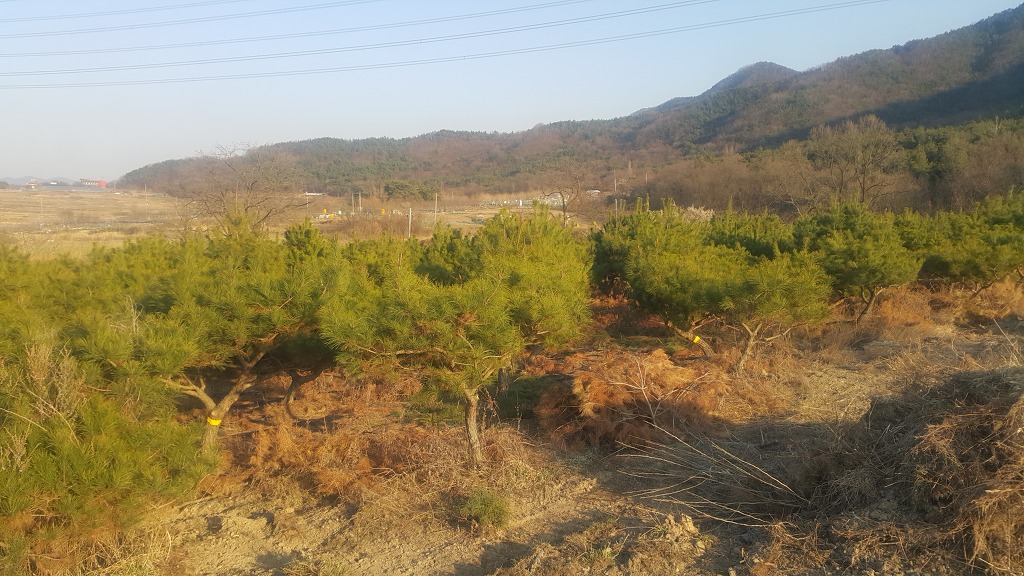 영광조경 이미지
